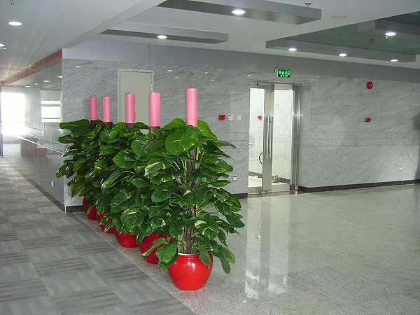 成都办公室植物租赁