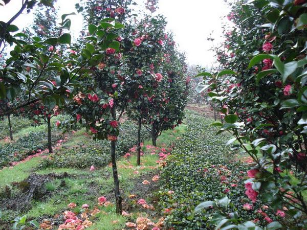 茶花树的养殖方法