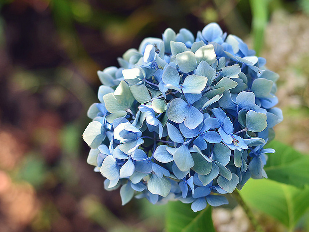 蓝色绣球花
