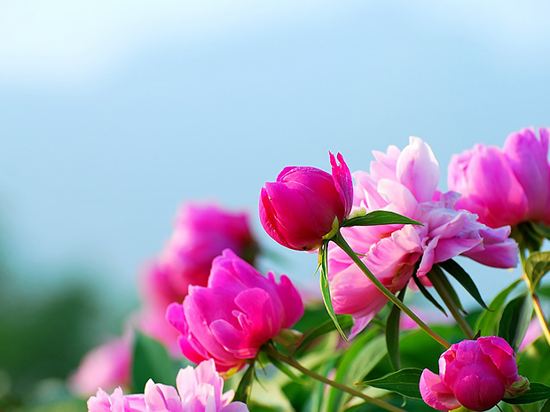 红芍药
