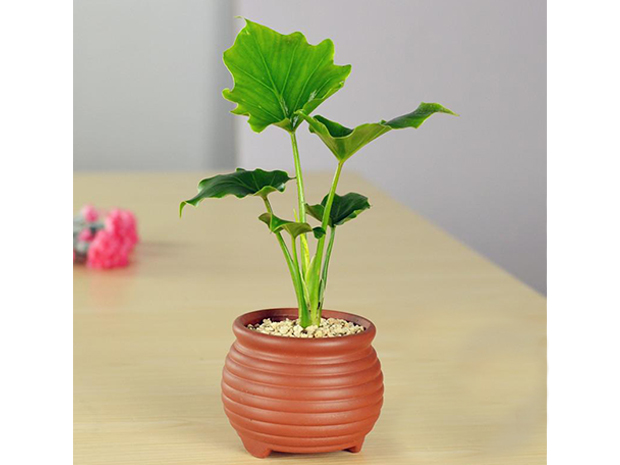 春雨绿植盆栽