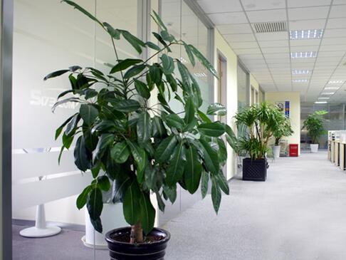 成都办公室大盆植物租赁